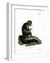 Aye-Aye-null-Framed Giclee Print