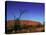 Ayers Rock at Sunrise, Uluru-Kata Tjuta National Park, Northern Territory, Australia, Pacific-Mawson Mark-Stretched Canvas