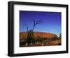 Ayers Rock at Sunrise, Uluru-Kata Tjuta National Park, Northern Territory, Australia, Pacific-Mawson Mark-Framed Photographic Print