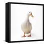 Aylesbury Duck Domestic-null-Framed Stretched Canvas