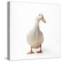 Aylesbury Duck Domestic-null-Stretched Canvas