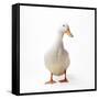 Aylesbury Duck Domestic-null-Framed Stretched Canvas