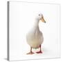 Aylesbury Duck Domestic-null-Stretched Canvas