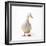 Aylesbury Duck Domestic-null-Framed Photographic Print