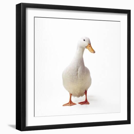 Aylesbury Duck Domestic-null-Framed Photographic Print