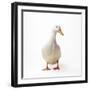 Aylesbury Duck Domestic-null-Framed Photographic Print