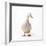 Aylesbury Duck Domestic-null-Framed Photographic Print