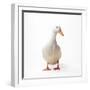 Aylesbury Duck Domestic-null-Framed Photographic Print