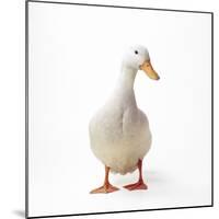 Aylesbury Duck Domestic-null-Mounted Photographic Print