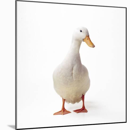 Aylesbury Duck Domestic-null-Mounted Photographic Print