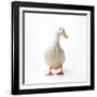 Aylesbury Duck Domestic-null-Framed Photographic Print