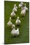 Aylesbury Ducks Following In A Line On Village Green, Weedon, Buckinghamshire, UK, October-Ernie Janes-Mounted Photographic Print