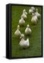 Aylesbury Ducks Following In A Line On Village Green, Weedon, Buckinghamshire, UK, October-Ernie Janes-Framed Stretched Canvas