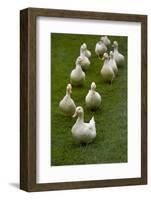 Aylesbury Ducks Following In A Line On Village Green, Weedon, Buckinghamshire, UK, October-Ernie Janes-Framed Photographic Print