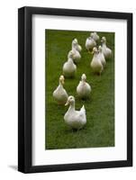 Aylesbury Ducks Following In A Line On Village Green, Weedon, Buckinghamshire, UK, October-Ernie Janes-Framed Photographic Print