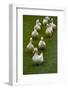 Aylesbury Ducks Following In A Line On Village Green, Weedon, Buckinghamshire, UK, October-Ernie Janes-Framed Photographic Print