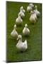 Aylesbury Ducks Following In A Line On Village Green, Weedon, Buckinghamshire, UK, October-Ernie Janes-Mounted Photographic Print