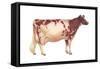 Ayrshire Cow, Dairy Cattle, Mammals-Encyclopaedia Britannica-Framed Stretched Canvas