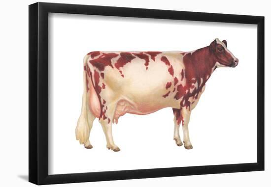 Ayrshire Cow, Dairy Cattle, Mammals-Encyclopaedia Britannica-Framed Poster