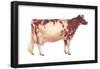Ayrshire Cow, Dairy Cattle, Mammals-Encyclopaedia Britannica-Framed Poster