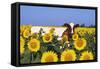 Ayrshire Cow Standing in Field of Sunflowers, Pecatonica, Illinois, USA-Lynn M^ Stone-Framed Stretched Canvas