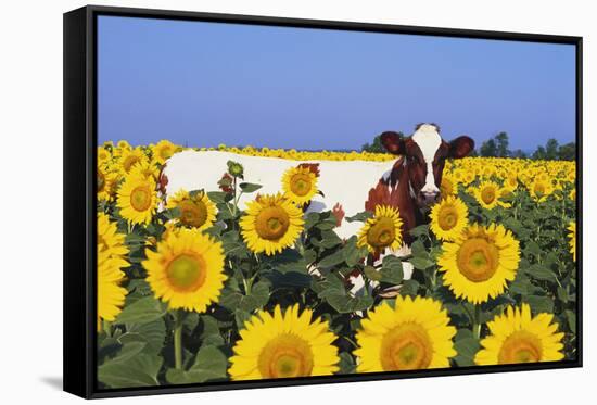 Ayrshire Cow Standing in Field of Sunflowers, Pecatonica, Illinois, USA-Lynn M^ Stone-Framed Stretched Canvas
