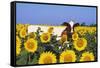 Ayrshire Cow Standing in Field of Sunflowers, Pecatonica, Illinois, USA-Lynn M^ Stone-Framed Stretched Canvas