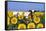 Ayrshire Cow Standing in Field of Sunflowers, Pecatonica, Illinois, USA-Lynn M^ Stone-Framed Stretched Canvas