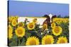 Ayrshire Cow Standing in Field of Sunflowers, Pecatonica, Illinois, USA-Lynn M^ Stone-Stretched Canvas