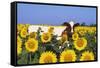 Ayrshire Cow Standing in Field of Sunflowers, Pecatonica, Illinois, USA-Lynn M^ Stone-Framed Stretched Canvas