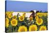 Ayrshire Cow Standing in Field of Sunflowers, Pecatonica, Illinois, USA-Lynn M^ Stone-Stretched Canvas