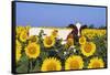 Ayrshire Cow Standing in Field of Sunflowers, Pecatonica, Illinois, USA-Lynn M^ Stone-Framed Stretched Canvas