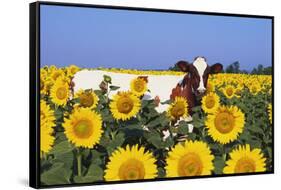 Ayrshire Cow Standing in Field of Sunflowers, Pecatonica, Illinois, USA-Lynn M^ Stone-Framed Stretched Canvas