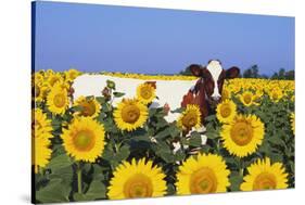 Ayrshire Cow Standing in Field of Sunflowers, Pecatonica, Illinois, USA-Lynn M^ Stone-Stretched Canvas
