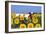 Ayrshire Cow Standing in Field of Sunflowers, Pecatonica, Illinois, USA-Lynn M^ Stone-Framed Photographic Print