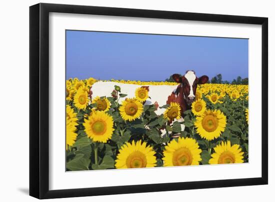 Ayrshire Cow Standing in Field of Sunflowers, Pecatonica, Illinois, USA-Lynn M^ Stone-Framed Photographic Print