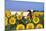 Ayrshire Cow Standing in Field of Sunflowers, Pecatonica, Illinois, USA-Lynn M^ Stone-Mounted Photographic Print