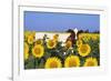 Ayrshire Cow Standing in Field of Sunflowers, Pecatonica, Illinois, USA-Lynn M^ Stone-Framed Photographic Print