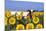 Ayrshire Cow Standing in Field of Sunflowers, Pecatonica, Illinois, USA-Lynn M^ Stone-Mounted Photographic Print