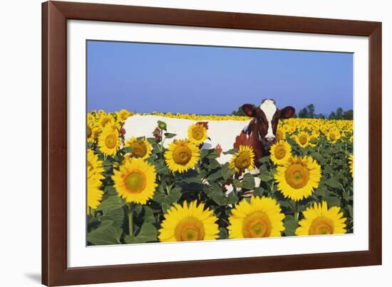 Ayrshire Cow Standing in Field of Sunflowers, Pecatonica, Illinois, USA-Lynn M^ Stone-Framed Photographic Print