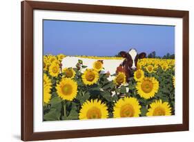 Ayrshire Cow Standing in Field of Sunflowers, Pecatonica, Illinois, USA-Lynn M^ Stone-Framed Photographic Print