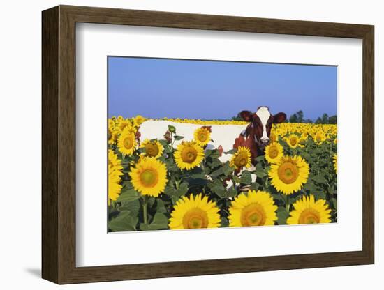 Ayrshire Cow Standing in Field of Sunflowers, Pecatonica, Illinois, USA-Lynn M^ Stone-Framed Photographic Print