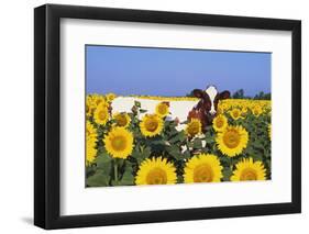 Ayrshire Cow Standing in Field of Sunflowers, Pecatonica, Illinois, USA-Lynn M^ Stone-Framed Photographic Print