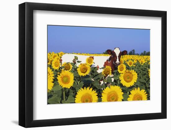 Ayrshire Cow Standing in Field of Sunflowers, Pecatonica, Illinois, USA-Lynn M^ Stone-Framed Photographic Print