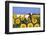 Ayrshire Cow Standing in Field of Sunflowers, Pecatonica, Illinois, USA-Lynn M^ Stone-Framed Photographic Print