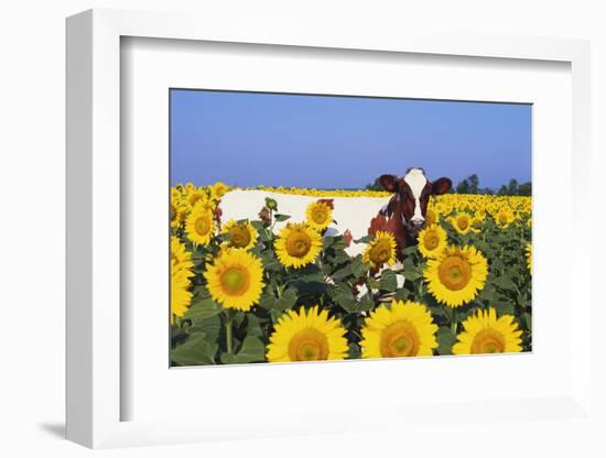 Ayrshire Cow Standing in Field of Sunflowers, Pecatonica, Illinois, USA-Lynn M^ Stone-Framed Photographic Print