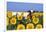 Ayrshire Cow Standing in Field of Sunflowers, Pecatonica, Illinois, USA-Lynn M^ Stone-Framed Photographic Print