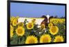 Ayrshire Cow Standing in Field of Sunflowers, Pecatonica, Illinois, USA-Lynn M^ Stone-Framed Photographic Print