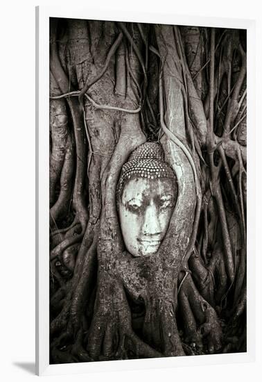 Ayutthaya, Thailand. Sandstone head of Buddha, at Wat Phra Mahathat, Ayutthaya Historical Park, nea-Miva Stock-Framed Photographic Print