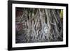 Ayutthaya, Thailand. Sandstone head of Buddha, at Wat Phra Mahathat, Ayutthaya Historical Park, nea-Miva Stock-Framed Photographic Print